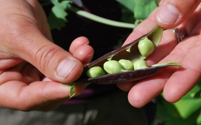 A Grandparent is Like a Farmer