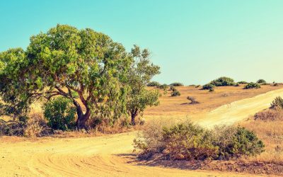 The Story of the Blind Beggar